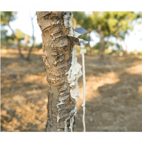 CANNOLI DI MANNA DI FRASSINO Biologica 20gr