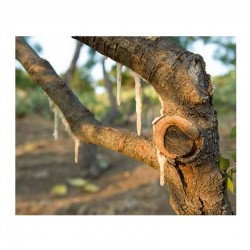 CANNOLI DI MANNA DI... 2