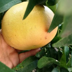 Pompelmi della Calabria -...
