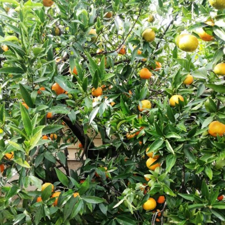 Clementine della Calabria - coltivate con sistema Agroecologico
