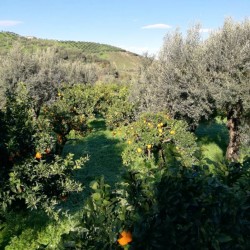 Limone Interdonato della... 2