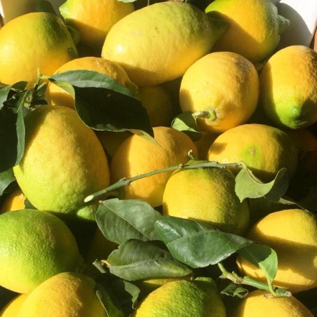 Limone Interdonato della Calabria - coltivate con sistema Agroecologico