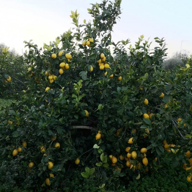 Limone Interdonato della Calabria -...