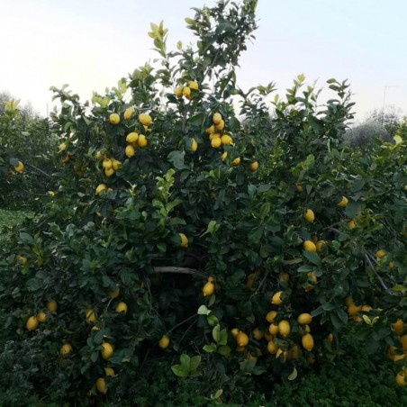 Limone Interdonato della Calabria - coltivate con sistema Agroecologico