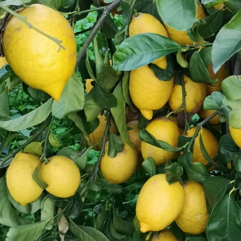 Limone Interdonato della Calabria -...