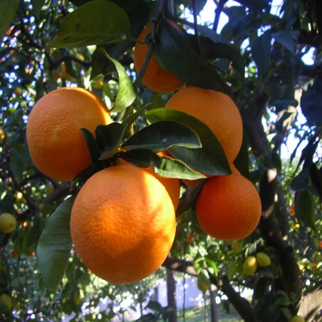 immagine di Arance Tarocco di Sicilia Bio Micorrizate, appese all'albero