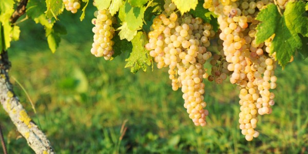 I vini naturali, vini fatti con amore