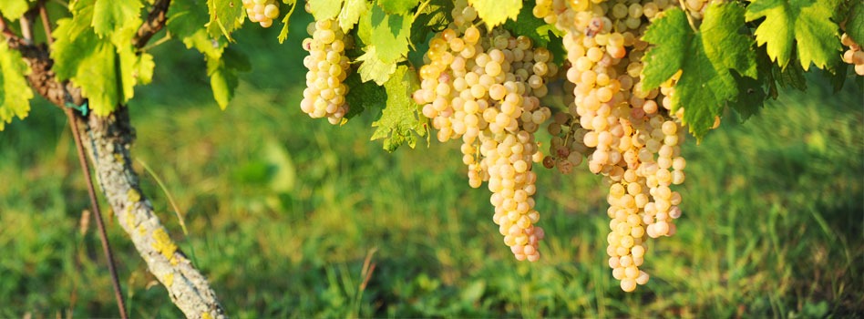 I vini naturali, vini fatti con amore